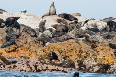 Cape kürk fokları Gansbaai içinde