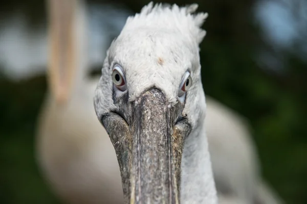 Close up of a pelican in a zoo — Stock Photo, Image