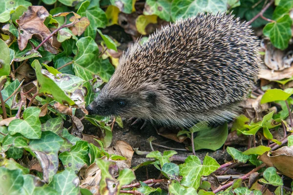 Young hedgehog in garden — Stock Photo, Image