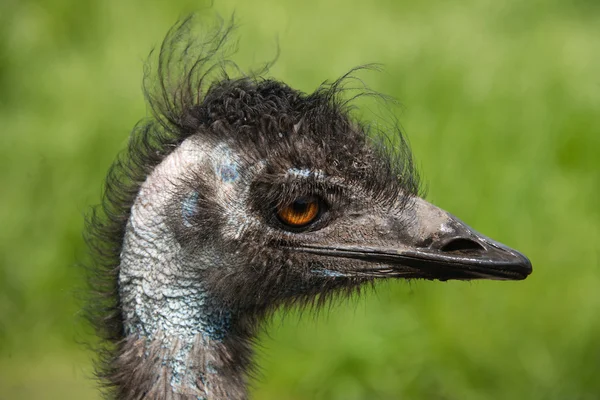 Side view of an emu in a bird reserve, England — Stock Photo, Image