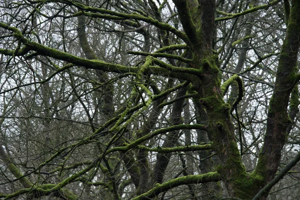 Árvores em bosques de moagem — Fotografia de Stock