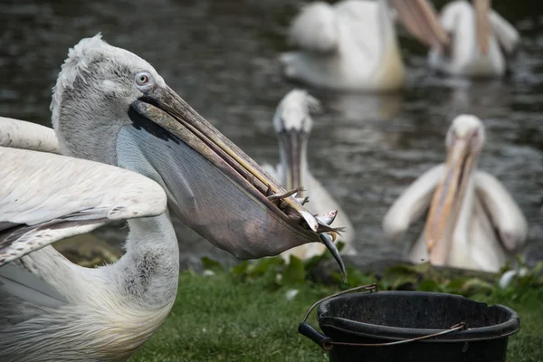 Hungry pelican — Stock Photo, Image