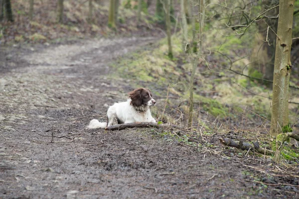 Sebuah springer spaniel Inggris berbaring di atas jalan — Stok Foto