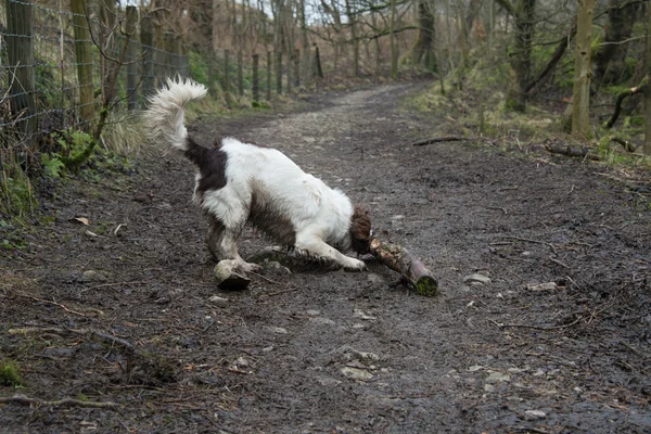 Un inglés springer spaniel jugando con un palo — Foto de Stock