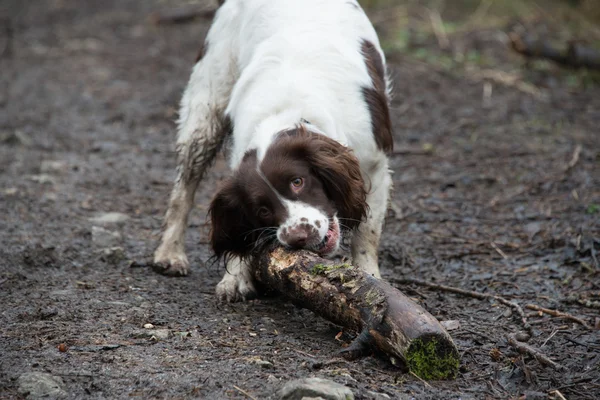 Springer spaniel żucia kij — Zdjęcie stockowe