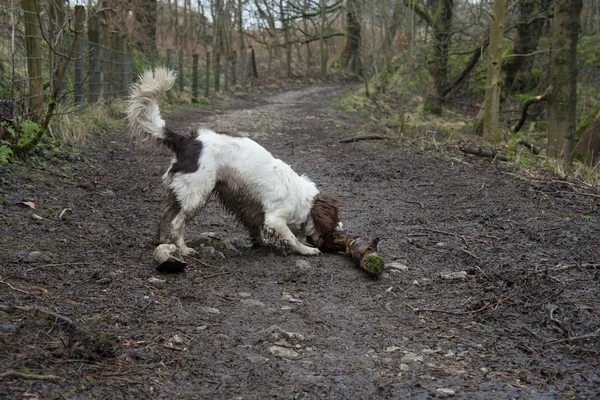 An English springer spaniel playing with a stick — Stock Photo, Image