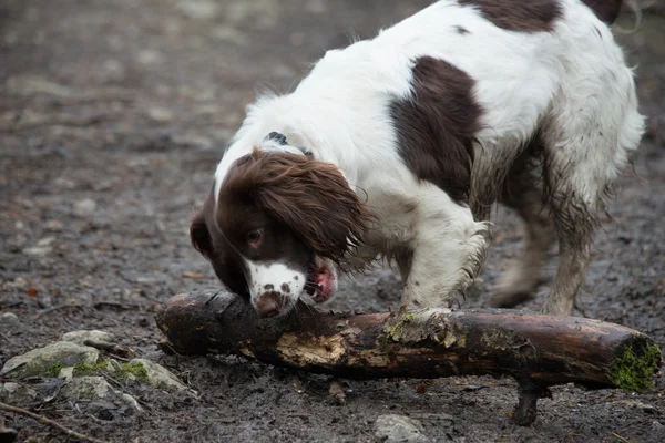 Springer spaniel bengala — Fotografia de Stock