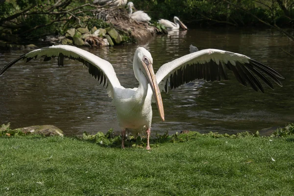 Flapping pelícano en un zoológico en Inglaterra — Foto de Stock