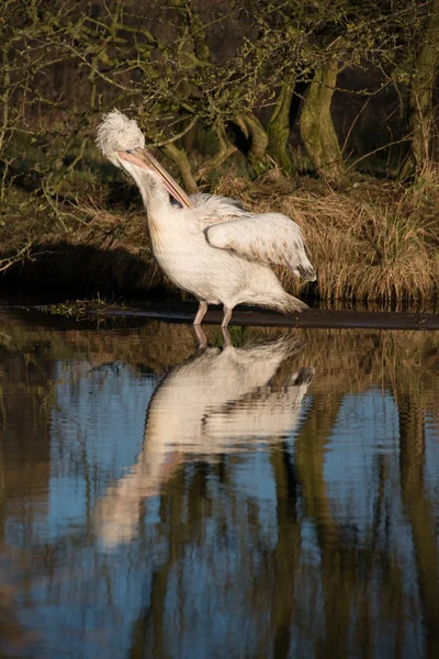 Dalmatian pelican in water — Stock Photo, Image