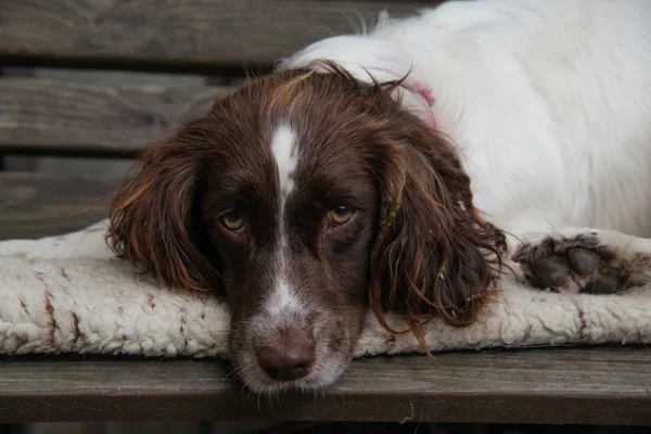 Schläfriger Springspaniel — Stockfoto