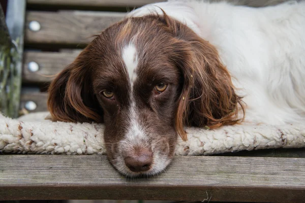 Somnoliento springer spaniel — Foto de Stock