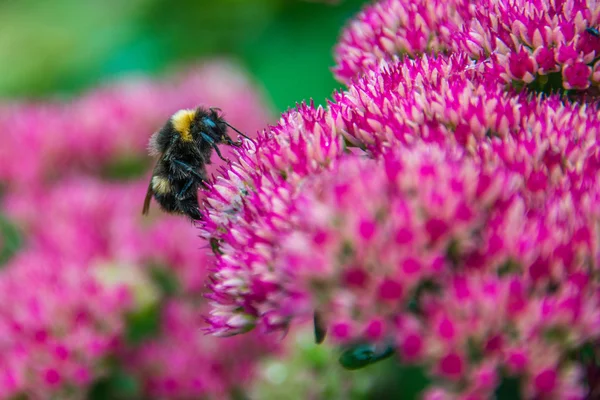 Bumblebee on Sedum (Autumn Joy) flower — Stock Photo, Image