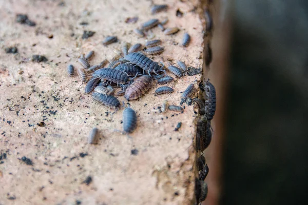 Woodlice — Φωτογραφία Αρχείου