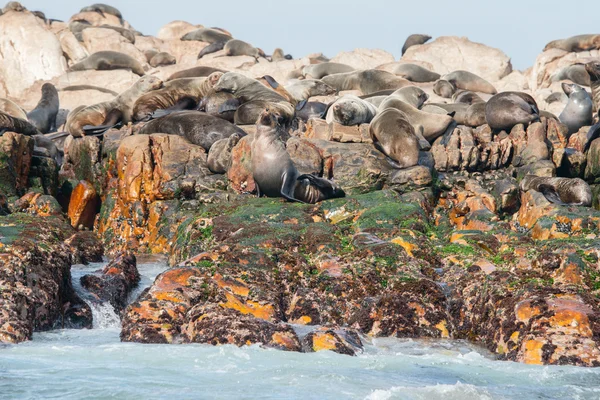 Focas del Cabo en Gansbaai — Foto de Stock