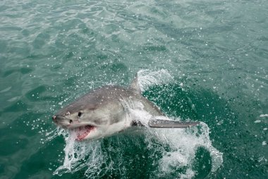 büyük beyaz köpekbalığı (carcharodon carcharias)