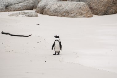 Afrika pengueni