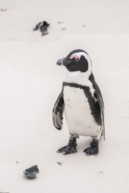 Afrika pengueni