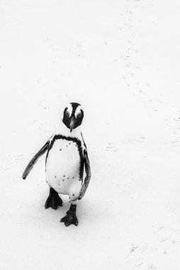 Afrika pengueni