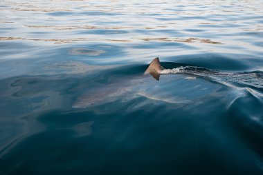 büyük beyaz köpekbalığı (carcharodon carcharias)