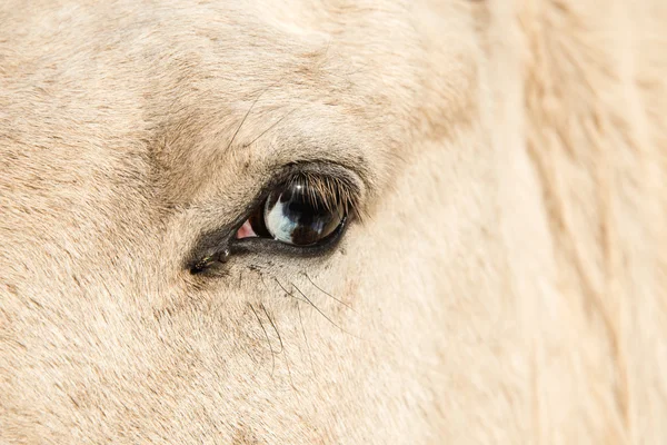 Cavalo com olho de parede — Fotografia de Stock