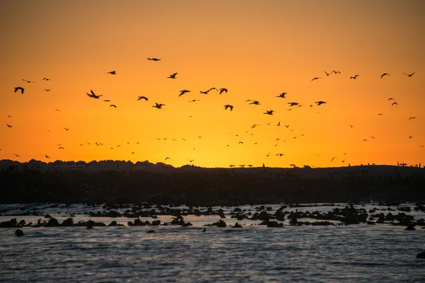 Sunset on Dyer Island — Stock Photo, Image