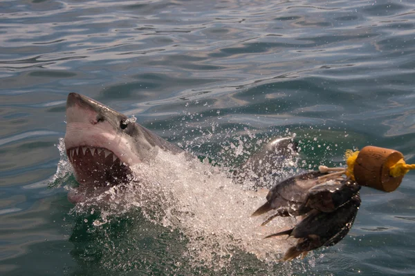 Great white shark — Stock Photo, Image