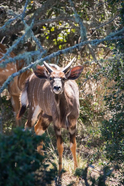 Większa kudu — Zdjęcie stockowe