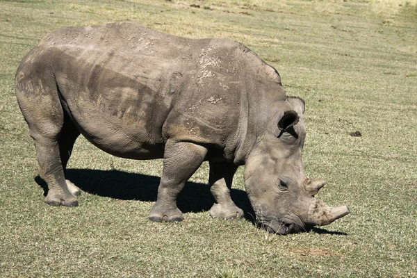 Breitmaulnashorn — Stockfoto