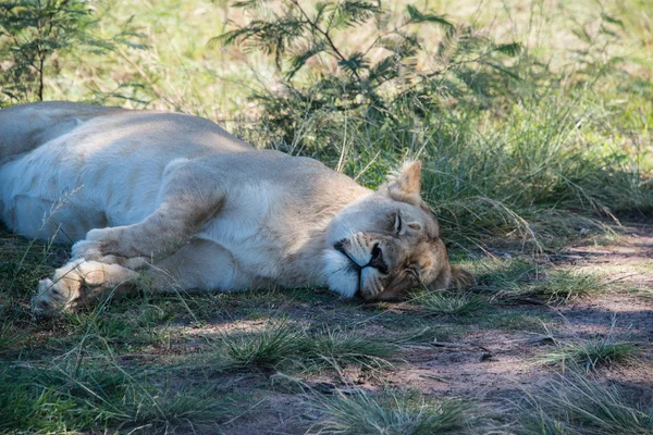 Sleeping lioness — Stock Photo, Image