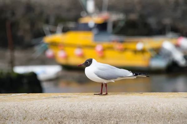 Gaviota de cabeza negra —  Fotos de Stock