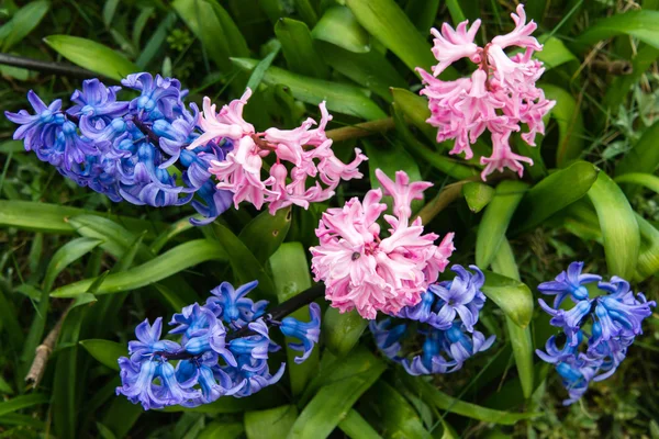 Hyacinten — Stockfoto