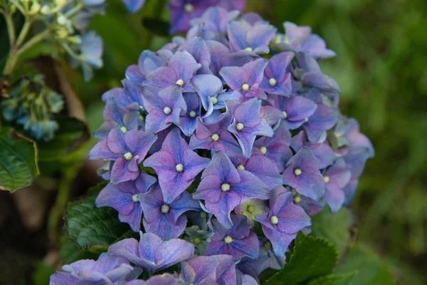 Hortensia in volle bloei — Stockfoto