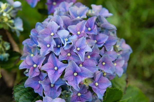 Hortênsias em plena floração — Fotografia de Stock