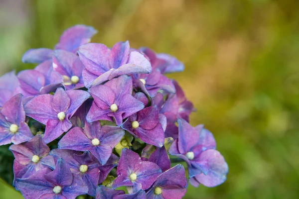 Hortensia in volle bloei — Stockfoto