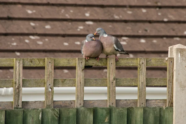 Wood pigeons (columba palumbus) on a garden fence — Stock Photo, Image