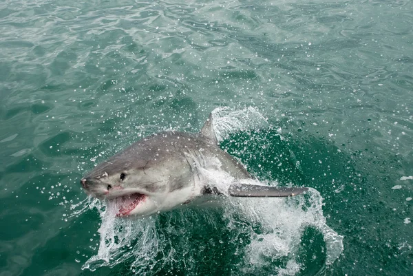 Grande tubarão branco (Carcharodon carcharias ) — Fotografia de Stock