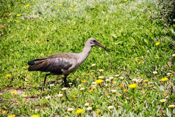 Hadeda ibis — Stok fotoğraf