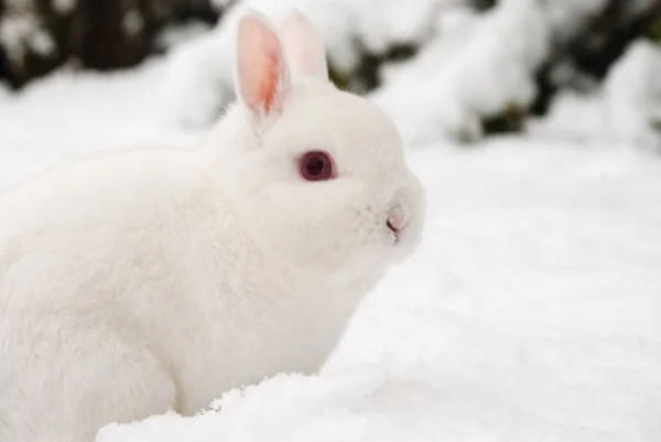 Vit kanin i snö — Stockfoto