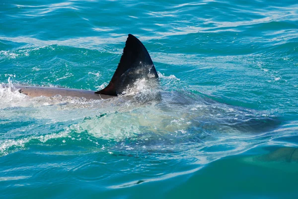 Gran tiburón blanco (Carcharodon carcharias ) — Foto de Stock