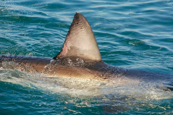 Grande tubarão branco (Carcharodon carcharias ) — Fotografia de Stock