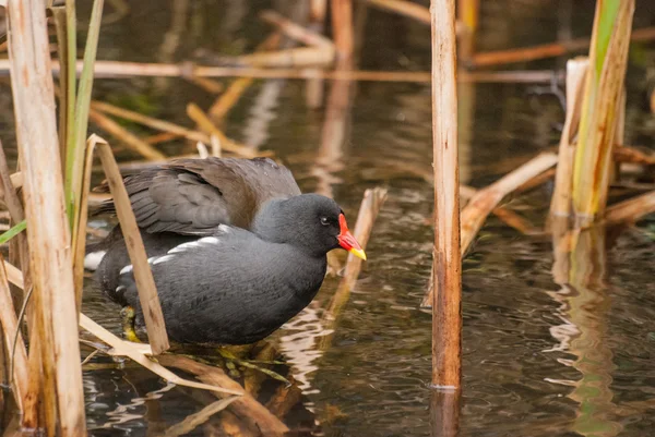 Gewone heek (Gallinula chloropus)) — Stockfoto