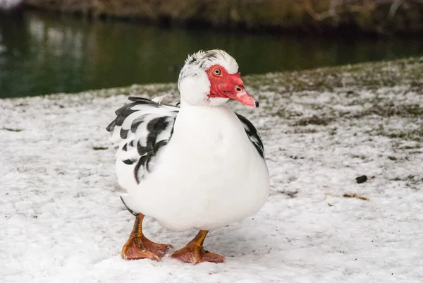 Moskauer Ente im Schnee — Stockfoto