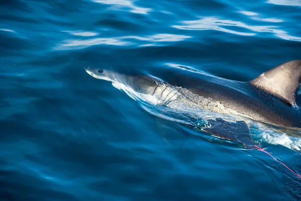 Žralok bílý (carcharodon carcharias) — Stock fotografie