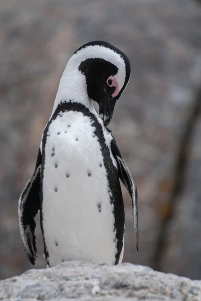 African Penguin — Stock Photo, Image