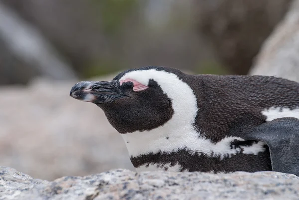 African Penguin — Stock Photo, Image