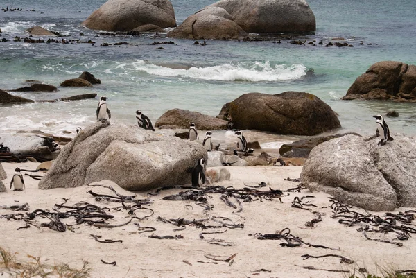 Пингвины на пляже — стоковое фото