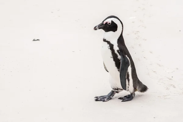 African penguin — Stock Photo, Image