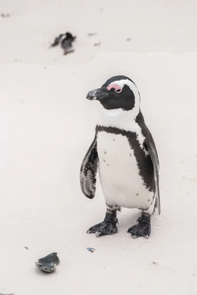 अफ्रीकी पेंगुइन — स्टॉक फ़ोटो, इमेज