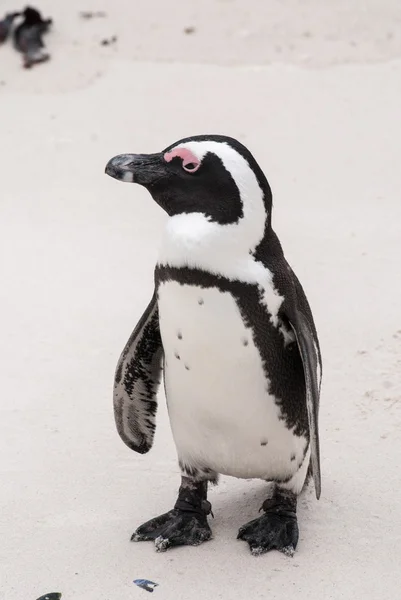 African penguin — Stock Photo, Image