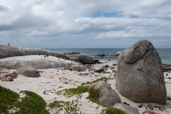 Pinguins em uma praia — Fotografia de Stock